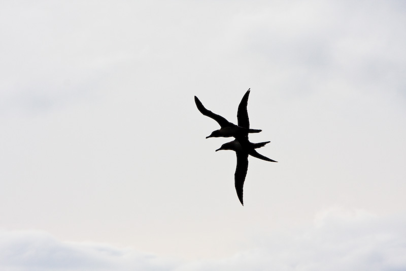 Light-Mantled Sooty Albatrosses In Nuptial Flight